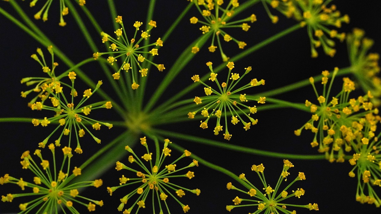 entdecken sie die wunderbare welt der gewürze! von aromatischen kräutern bis hin zu exotischen mischungen, bereichern sie ihre küche mit intensiven aromen und zaubern sie unvergessliche gerichte. lassen sie ihrer kreativität freien lauf und bereiten sie köstliche mahlzeiten mit unseren ausgewählten gewürzen zu.