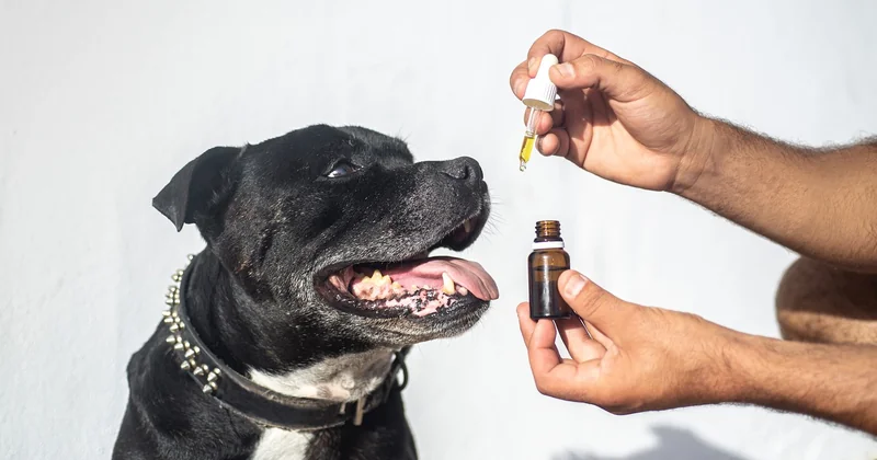 CBD-Gummibärchen bei dm, in der Apotheke – wo kaufen?