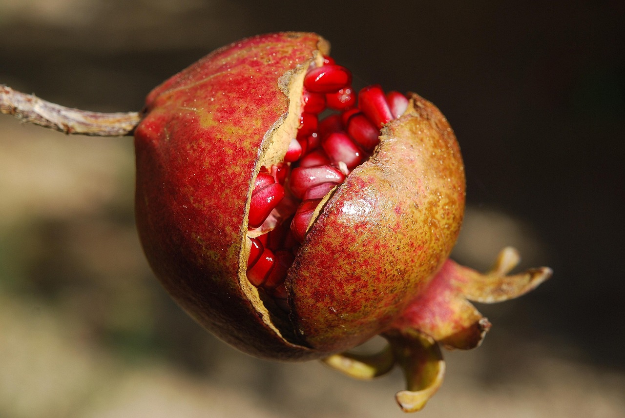 entdecken sie die welt der superfoods: alles über gesunde nährstoffe, vorteile für ihren körper und wie sie superfoods in ihren alltag integrieren können. für mehr energie und wohlbefinden!